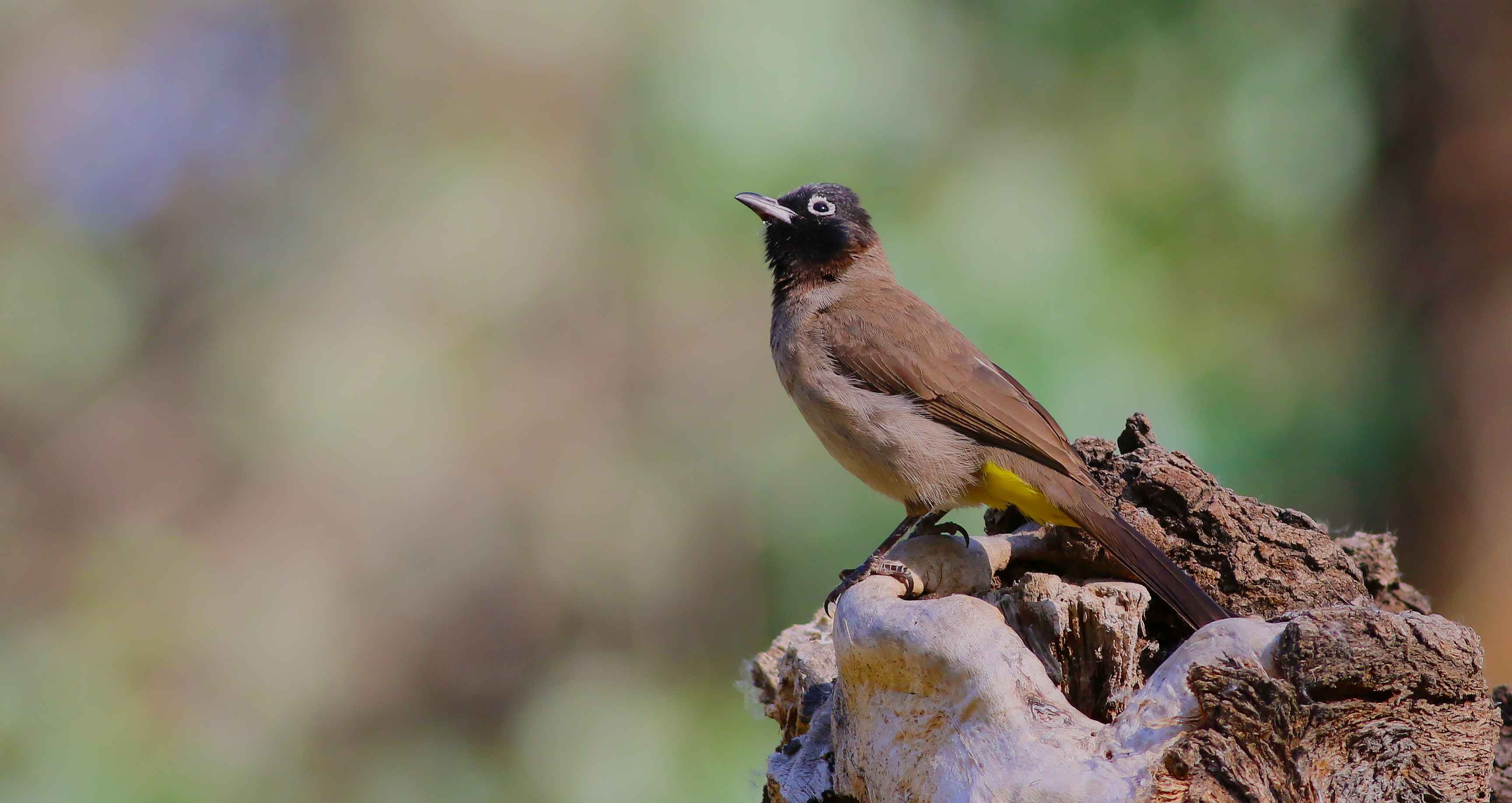 White-spectacled Bulbul